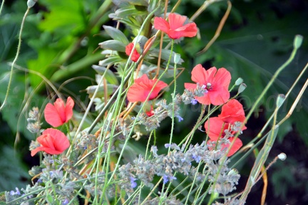 Blumen im Garten (Saint-Lô-d'Ourville, Normandie, Frankreich)