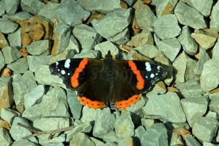 Schmetterling "Admiral" (Saint-Lô-d'Ourville, Normandie, Frankreich)