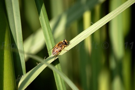 Biene auf einem Blatt (Saint-Lô-d'Ourville, Normandie, Frankreich)