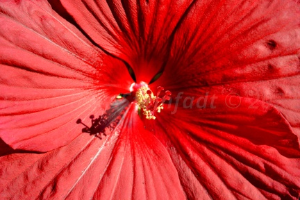 Rote Blume (Garten)