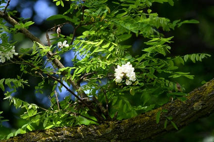Weisse Blüten in einem Baum