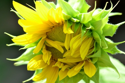 Junge Sonnenblume