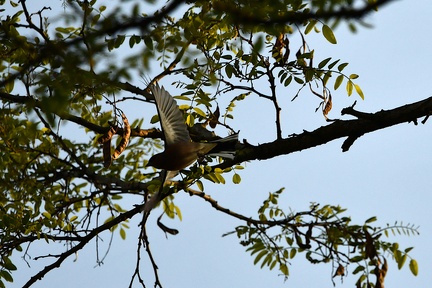Fliegender Buchfink
